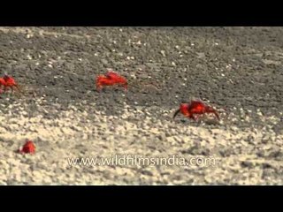 Red fiddlers running all over the beach