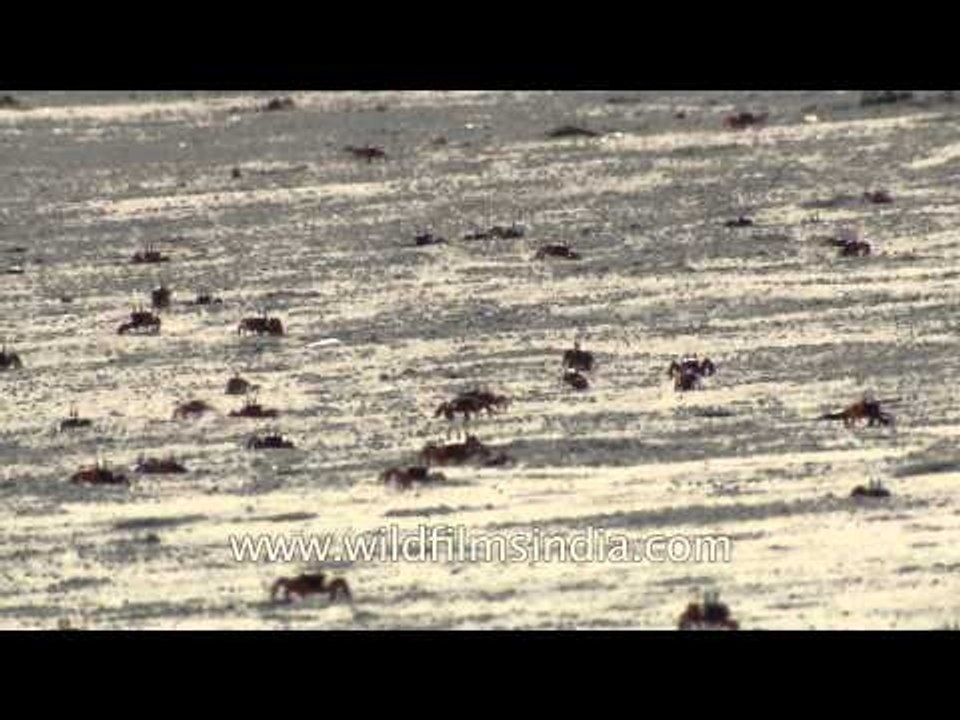 Red crabs on the beach of Henry Island, West Bengal