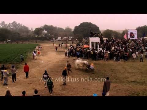 Traditional bullock cart race : Kila Raipur Sports Festival