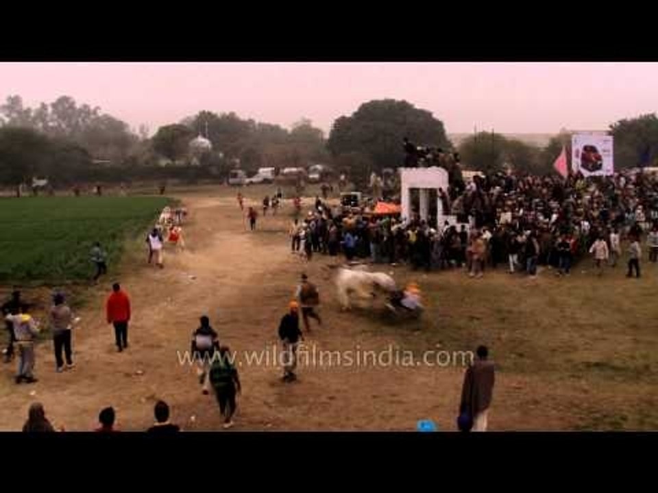 Traditional bullock cart race : Kila Raipur Sports Festival