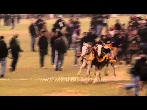 Thrilling stunt : Nihang Sikh warriors performing at Kila Raipur Sports Fest