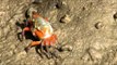 Fiddler crab using its smaller claw to feed