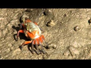 Fiddler crab using its smaller claw to feed
