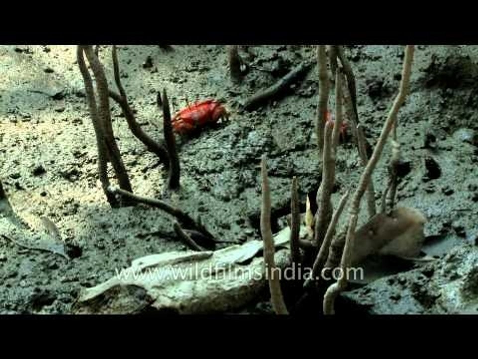 Red fiddler crab scurrying around in the mud