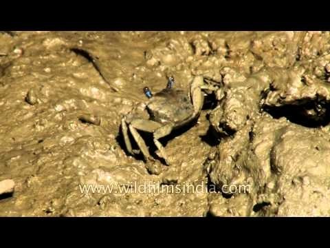 Blue stalk-eyed crab crawling on the mud