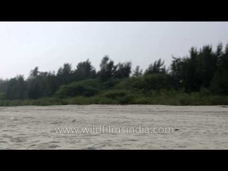 Crabs crawling all over the beach of Henry Island
