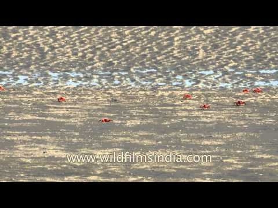 Fiddler crabs scuttling along the sea shore