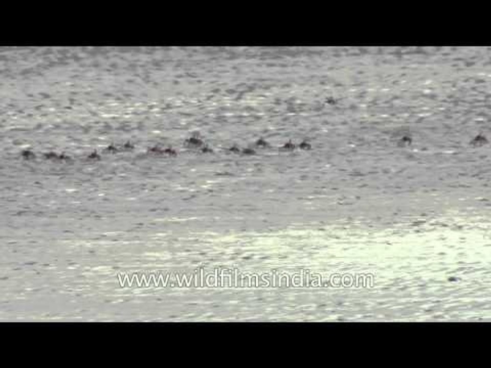 Fiddler crabs running in a row - Sunderbans