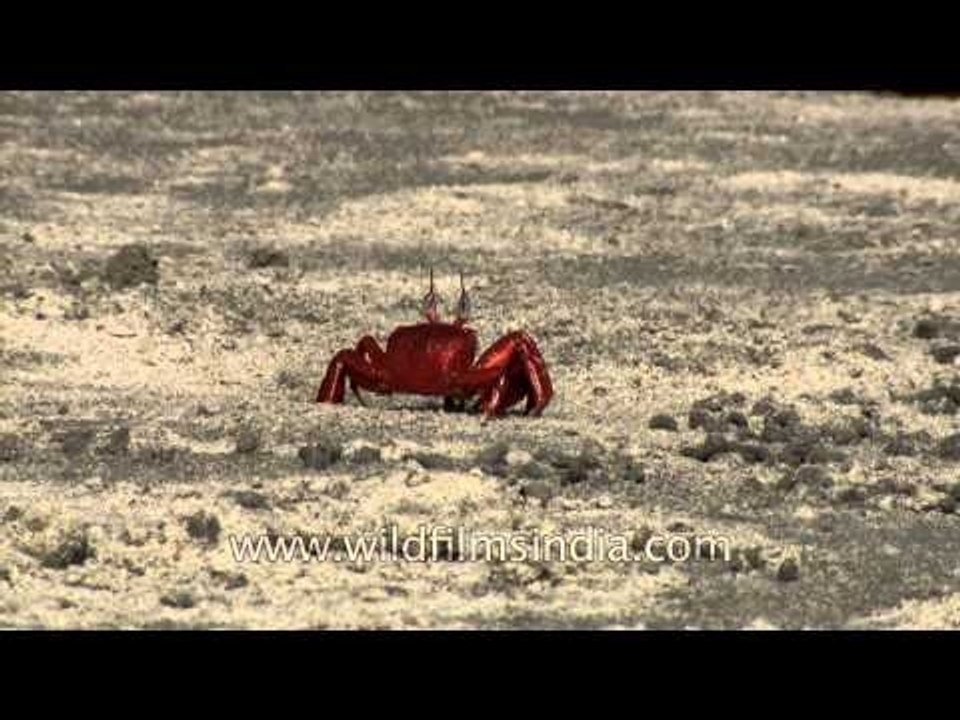 Cast of fiddler crabs in Henry Island