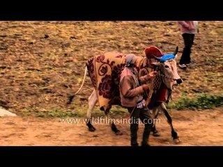 Warm up session for bull race : Kila Raipur Sports Festival