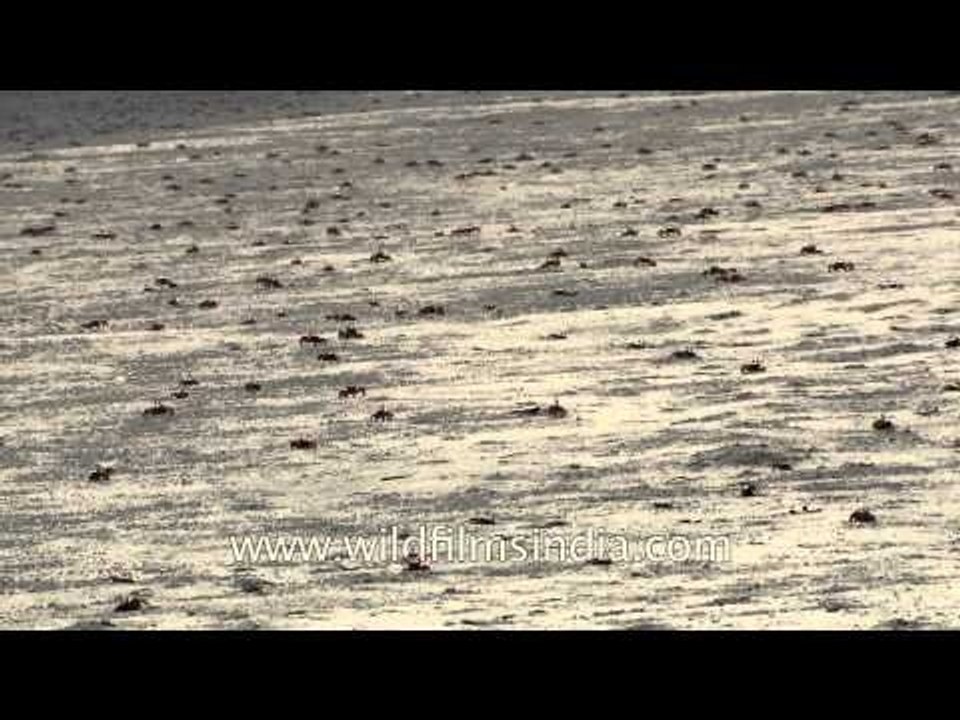 Thousands of red crabs on the sandy beach of Henry Island