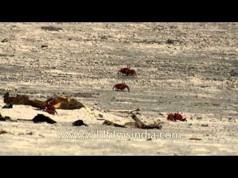 Red crabs spawning on the Henry Island