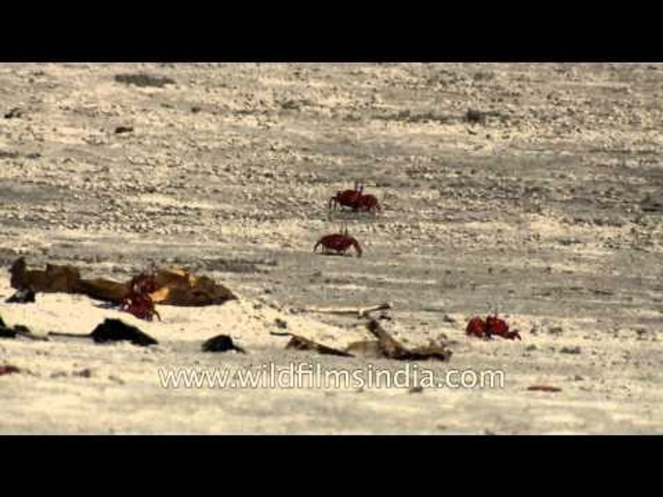 Red crabs spawning on the Henry Island