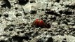 Tiny red eyed fiddler crab walking out from the burrow