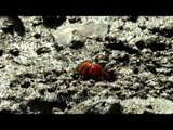 Tiny red eyed fiddler crab walking out from the burrow