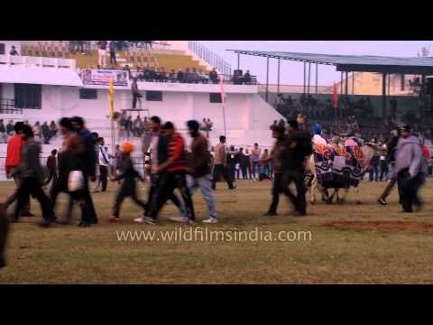 Bullock cart race in progress at Kila Raipur Rural Olympics