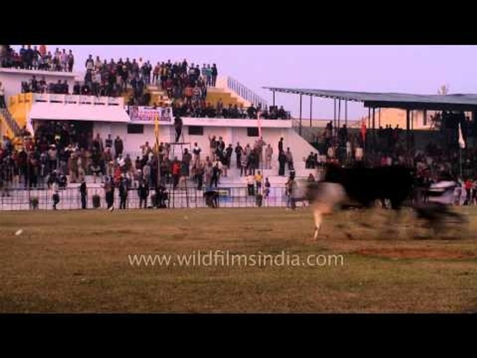 Bullock cart race, biggest crowd puller : Kila Raipur Sports Festival