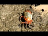 Female fiddler crab scraping the mud with its small claw