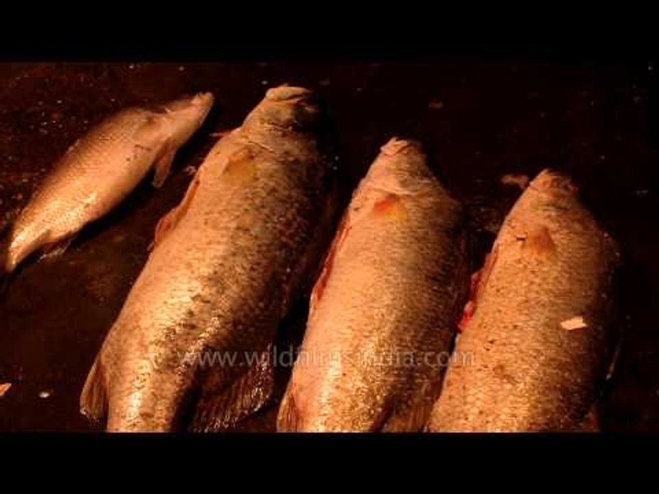 Fish ready for sell out