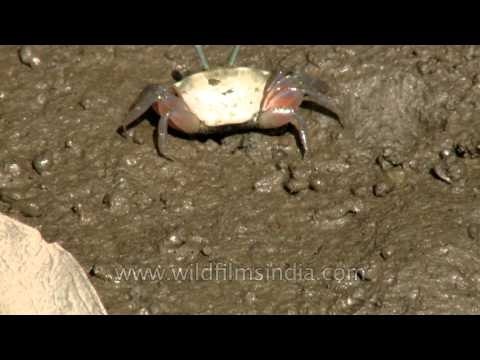 Fiddler crab feeding on the muddy area of Henry Island