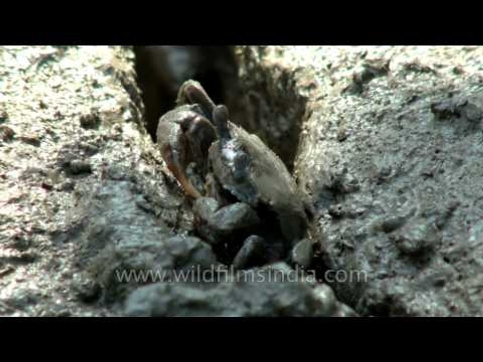 Fiddler crab in the middle of the mud crack