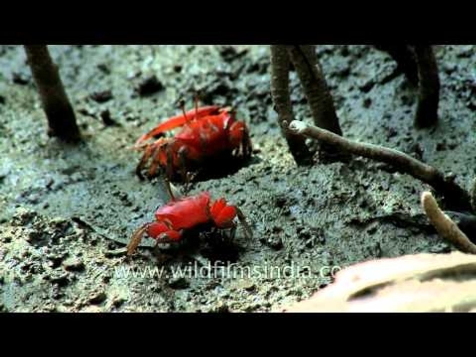 Red fiddler crabs on the mudflats of Sundarbans mangrove forest