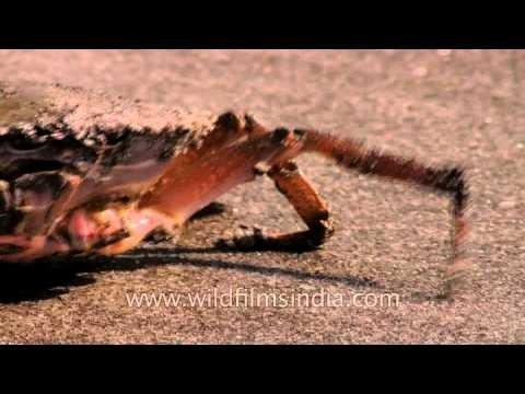 Crab crawling along Bakkhali beach, West Bengal