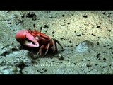 One large-clawed red fiddler crab feeding on the ground