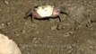 Lemon-yellow clawed male fiddler crab and a red female crab