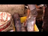 Frozen prawns and fishes available at Howrah fish market