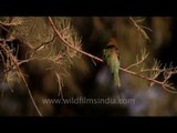 Green bee-eater perched on a branch