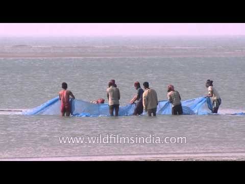 Fishermen pulling their fishing net at Bakkhali Beach