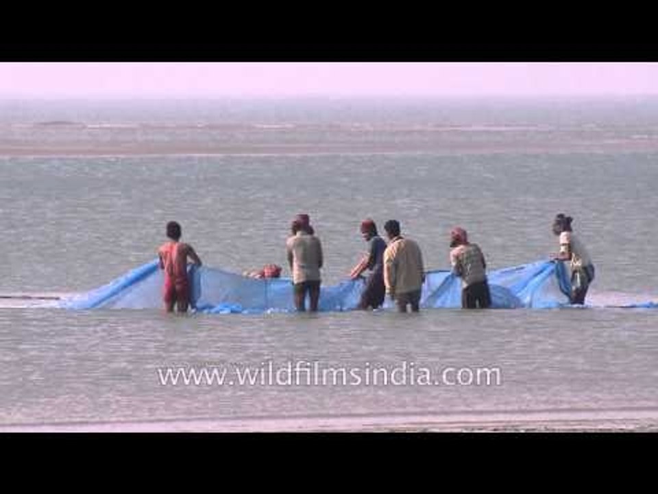 Fishermen pulling their fishing net at Bakkhali Beach
