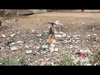 Rajasthan state has open trash heaps that pigs feed off