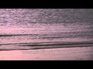 A magnificient sight of rolling sea waves in Bakkhali