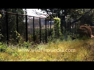 Brow-antlered deer seen at Manipur Zoological Garden