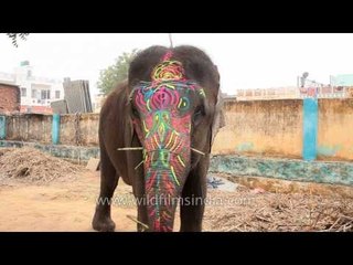 Man feeding brightly painted elephant in Jaipur