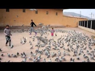 Goat and kids scatter pigeons in Jaipur