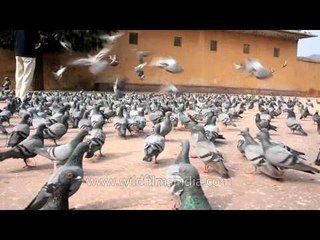 Flock of pigeons: common sight in Rajasthan