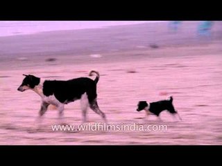 Dogs at Bakkhali beach
