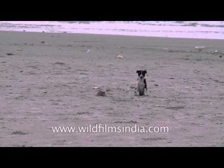 Little puppy playing around at Bakkhali beach