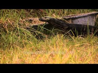 Bengal monitor - Now that's a big lizard!