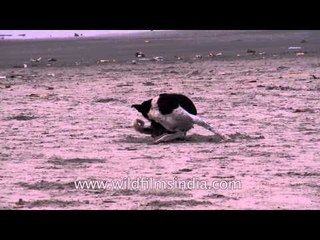 Mother dog feeding her puppy