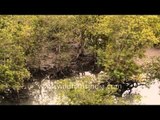 Dense mangrove of Sundarbans