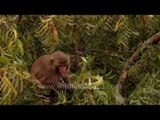 Macaques sit on a neem tree branch and eat fungicidal leaves
