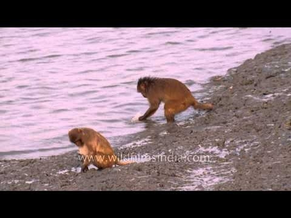 Rare view : Monkey spotted a eating bird at Sundarbans