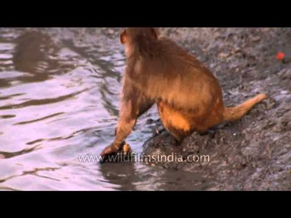 Macaque feeding on a bird in the Sundarbans