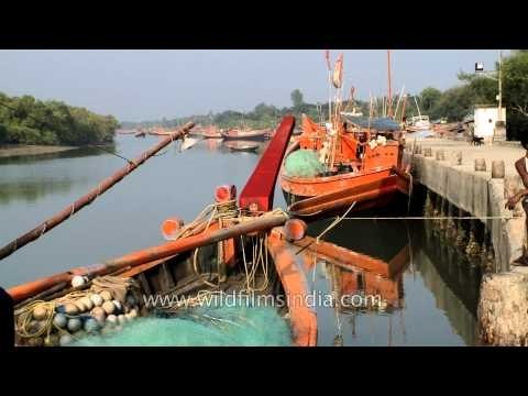 Boats docked at Frazerganj Fishing Harbour