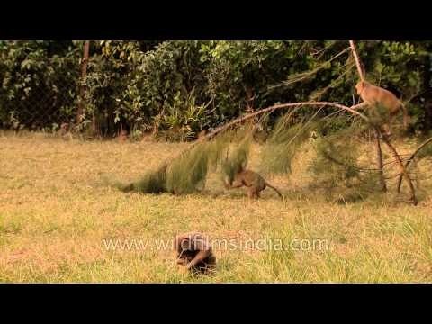 Group of monkeys playfully chasing each other