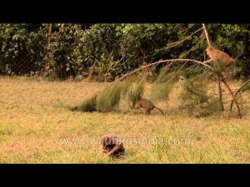 Group of monkeys playfully chasing each other